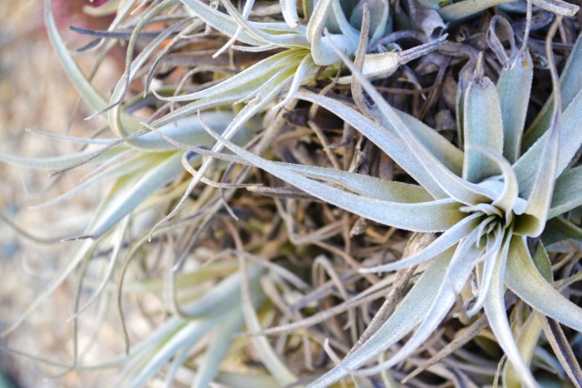 airplant